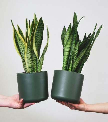 植物風水屬性 植物風水屬性