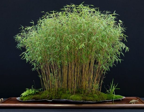 玄關風水植物