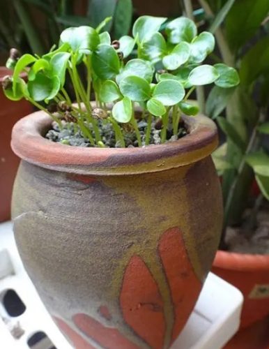 茄苳樹風水禁忌 茄苳樹風水禁忌
