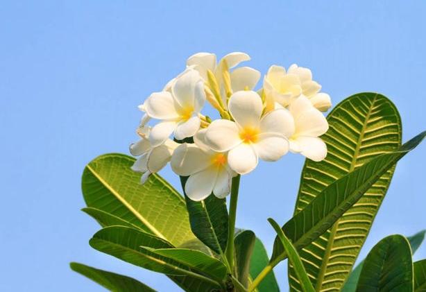 雞蛋花風水