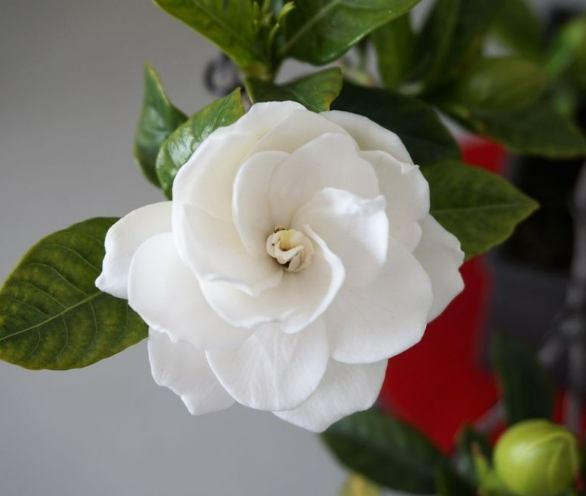 梔 子 花 風水