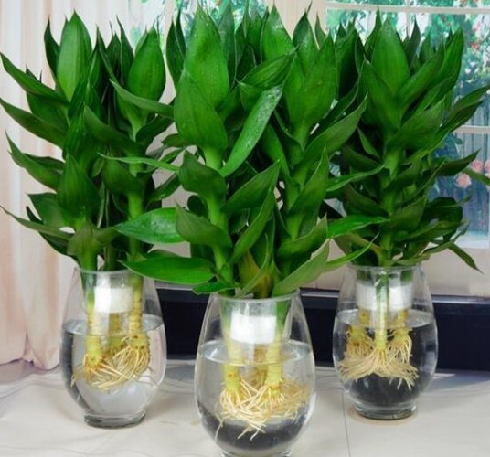 蓮花竹風水化解