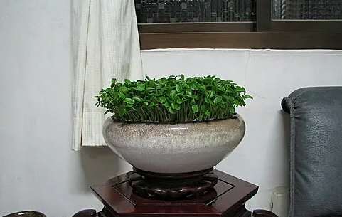 茄苳樹風水方位 茄苳樹風水方位