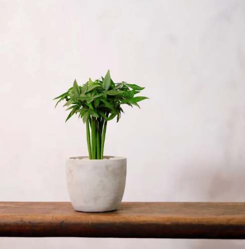 植物風水擺設