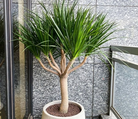 龍血樹風水禁忌
