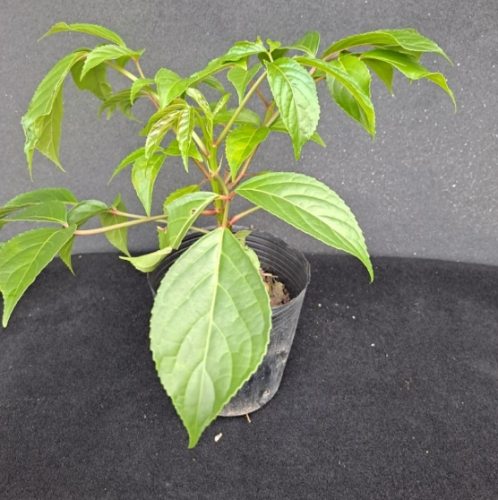 茄苳樹風水象徵 茄苳樹風水象徵