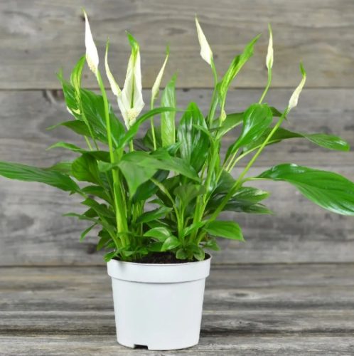 白鶴芋風水擺放吉位