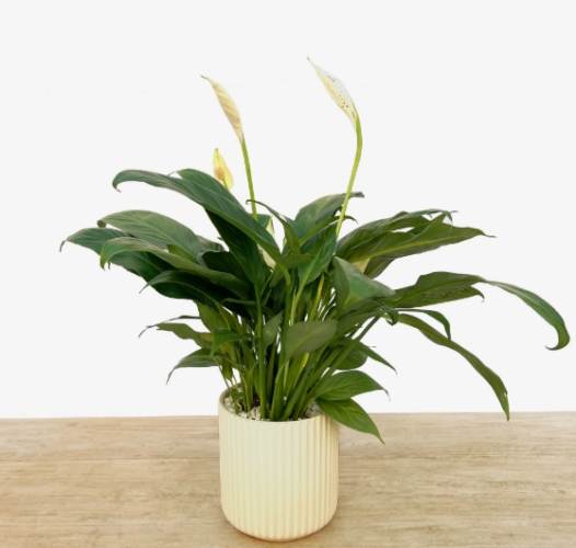 白鶴芋風水方位
