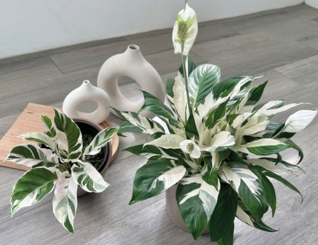 白鶴芋風水