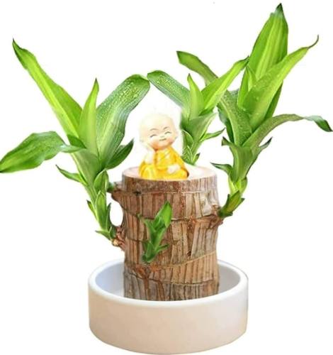 巴西木風水如何改善