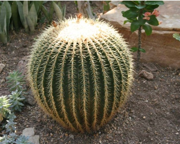 植物風水陽性植物