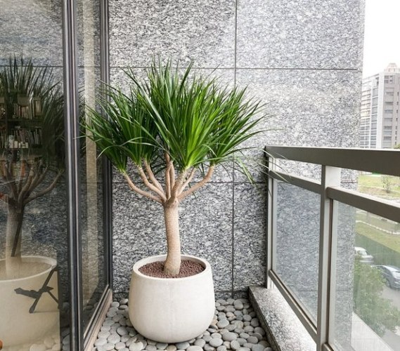 龍血樹風水