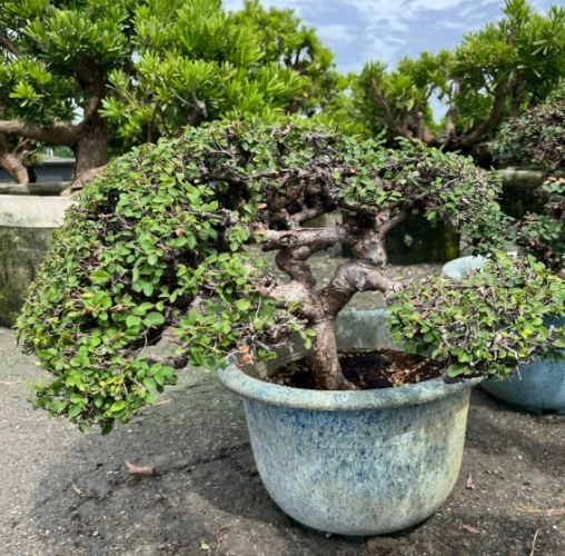 榆樹風水