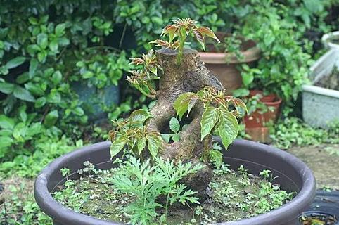 茄苳樹風水擺放