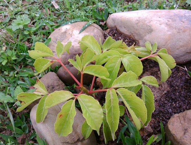 茄苳樹風水擺放 茄苳樹風水擺放
