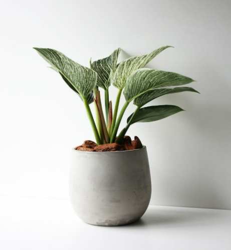 植物風水​