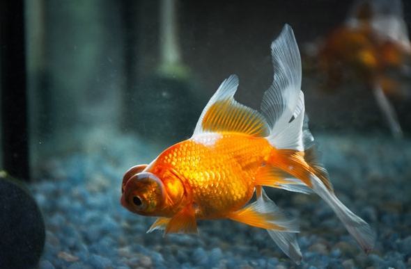 養魚風水位置 養魚風水位置