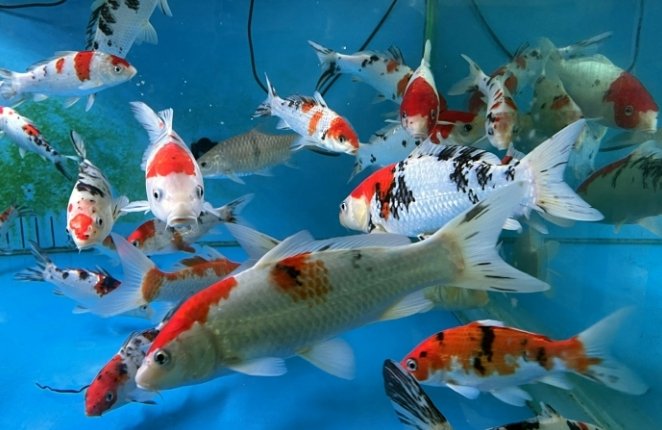 養魚風水方位