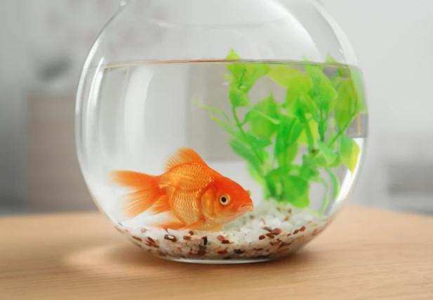 養魚風水位置