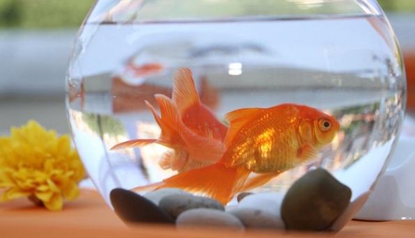 養魚風水