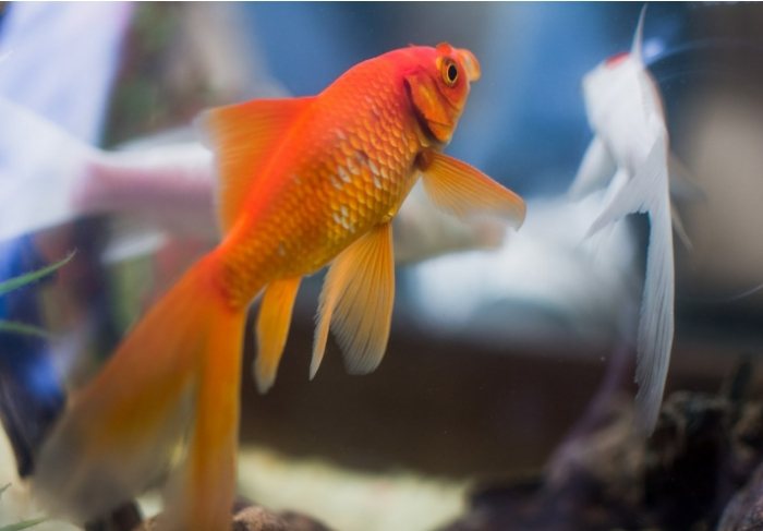 養魚風水禁忌 養魚風水禁忌