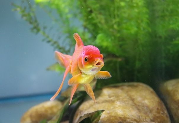 養魚風水5大重點 養魚風水5大重點