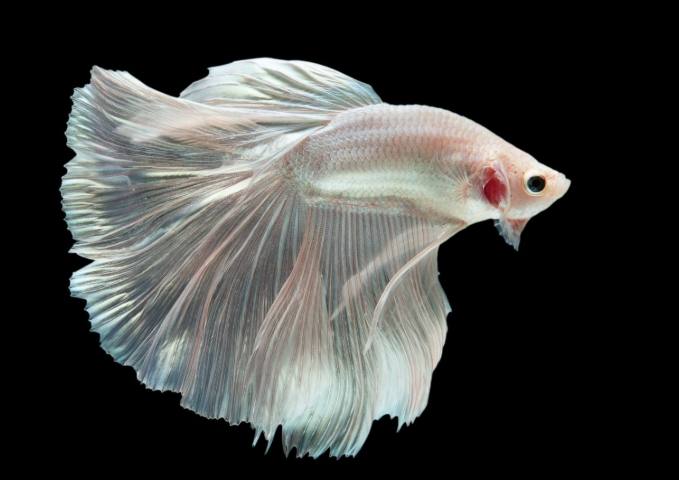 養魚風水擺設