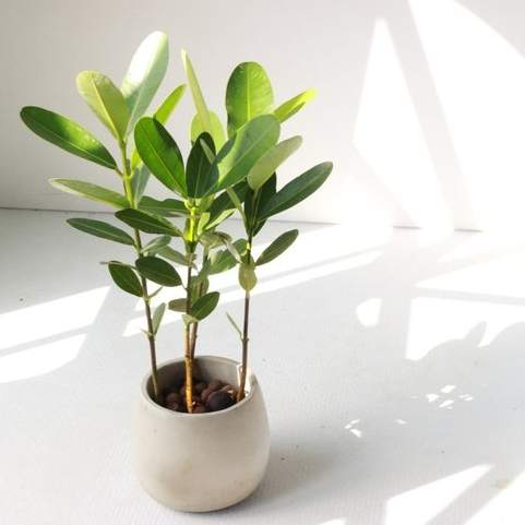 福木風水