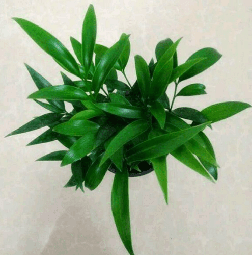 竹柏風水作用
