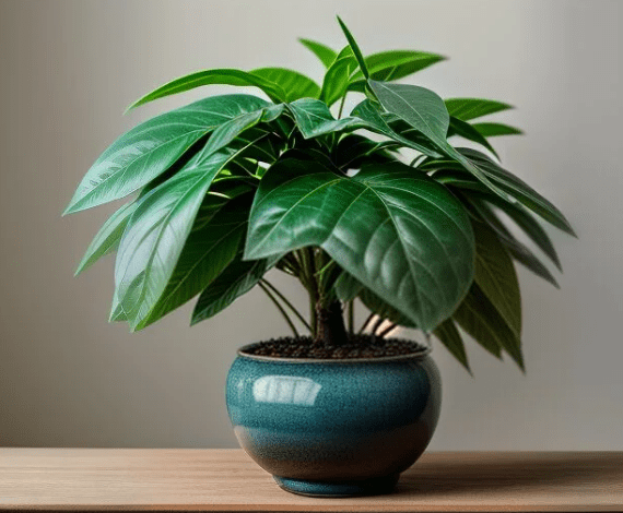 圓葉椒草風水