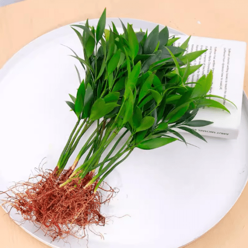 竹柏的寓意與象徵