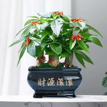 辦公室發財樹風水擺放技巧